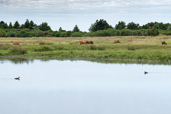 National Nature Reserve of the Somme