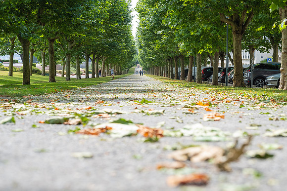 Baum-Parade, Brest